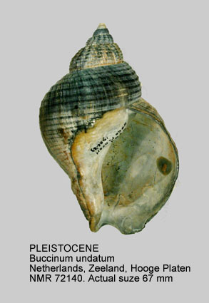 PLEISTOCENE Buccinum undatum.jpg - PLEISTOCENE Buccinum undatum Linnaeus,1758